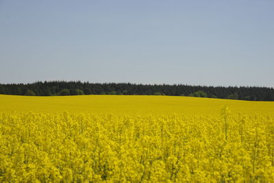 Scenic view of oilseed rape field against clear sky