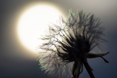 Close-up of white flower against sky