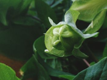 Close-up of fresh green plant