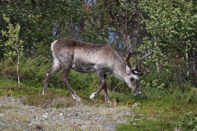 Side view of deer in forest