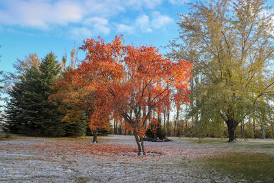 Trees on field during autumn