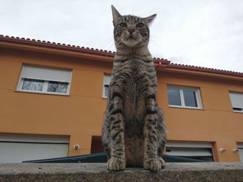 Low angle view of cat on window against sky