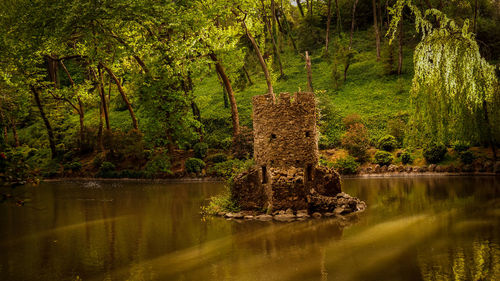 Tree by lake in forest