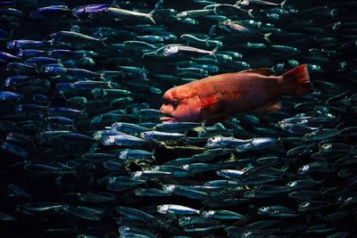 Close-up of fish swimming in water