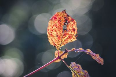 Close-up of autumn leaf on tree