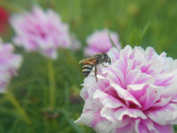 Close-up of bee on pink flower