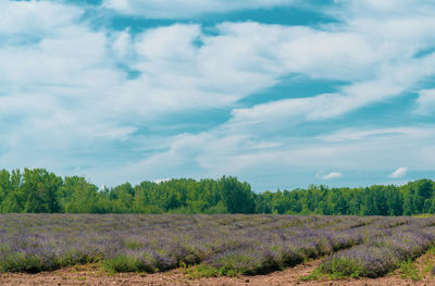 Scenic view of field against sky