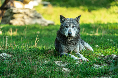 Portrait of an animal on field