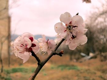 Close-up of cherry blossom