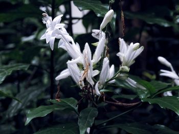 Close-up of white flowers blooming outdoors