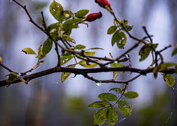 Close-up of wet tree branch in rainy season