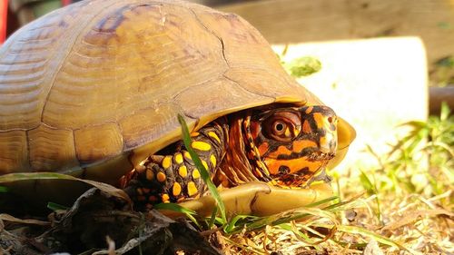 Close-up of a box turtle on ground