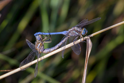 Close-up of dragonfly on plant