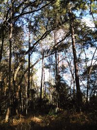 Low angle view of trees in forest