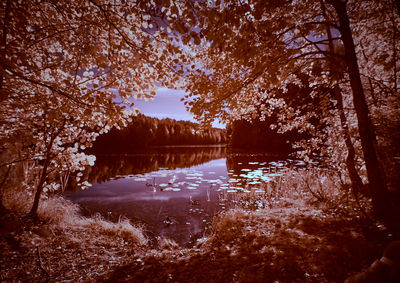 Reflection of trees in water