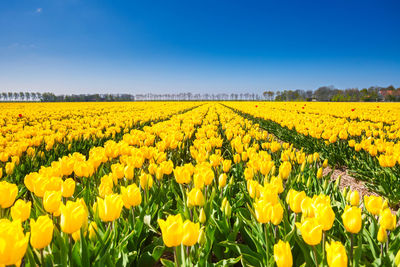 Scenic view of yellow flowering field against sky