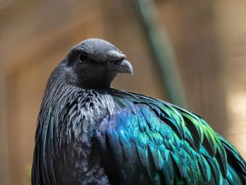 Close-up of bird