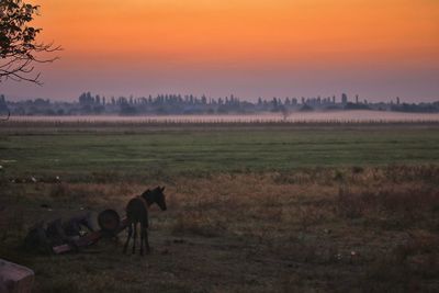 Horses in farm against sky during sunset