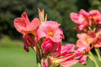 Close-up of pink flowering plant