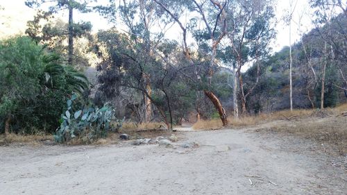 Road amidst trees