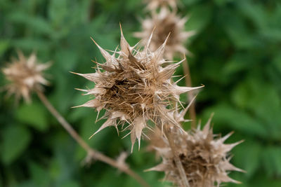 Close-up of dry thistle flower