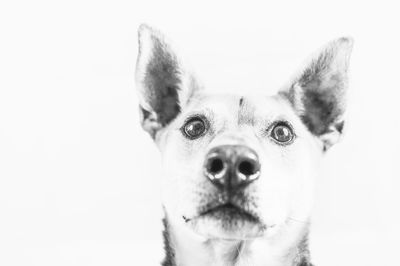 Portrait of dog against white background