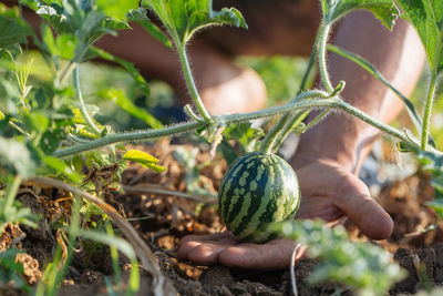 Close-up of fruits growing on field