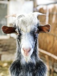 Close-up portrait of goat