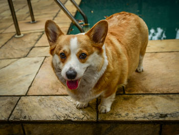 Portrait of dog sitting on floor