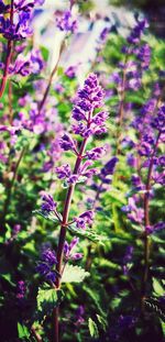 Close-up of purple flowering plants