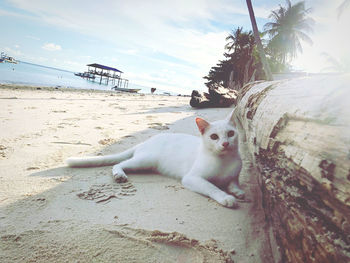 View of a cat on beach