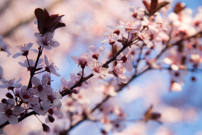 Close-up of cherry blossoms