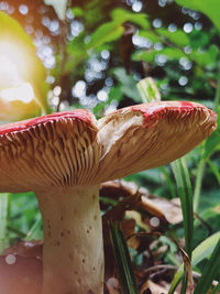 Close-up of mushroom growing on tree