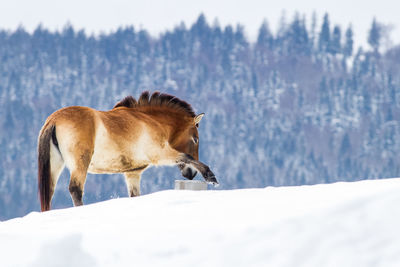 Horse on snow covered field against sky