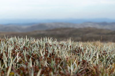 Moody evening near the summit of mount kosciuszko, australia's highest summit, snowy mountains range