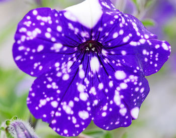 Close-up of purple flowering plant