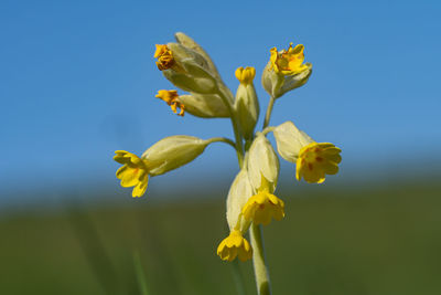 Close-up of yellow flowering plant against blue sky