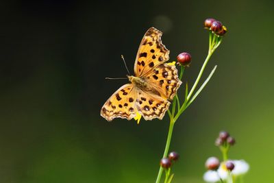 Close-up of butterfly on plant