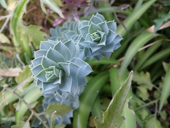 Close-up of green plant