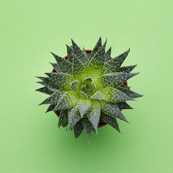 Close-up of succulent plant