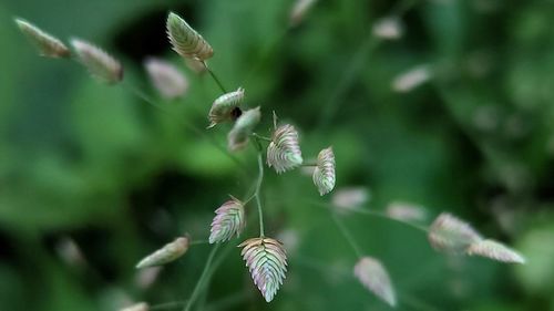 Close-up of flowering plant