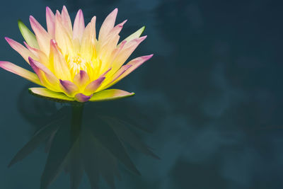 Close-up of pink flower