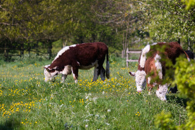 Cows grazing in a field, sunny spring day on a meadow, england