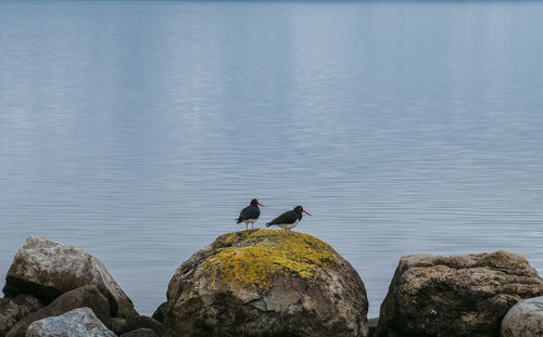 Birds perching on tree against sky