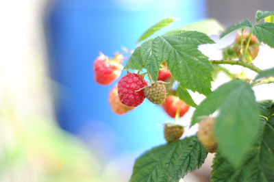Close-up of berries growing on plant
