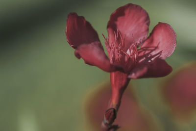 Close-up of red flower bud