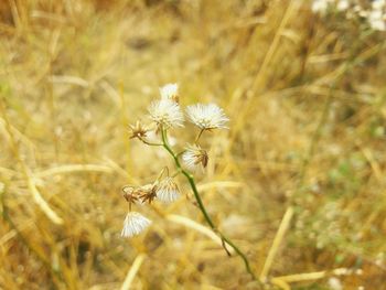 Close-up of flowers blooming on field