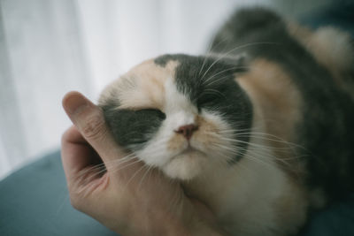 Close-up of cat with hand