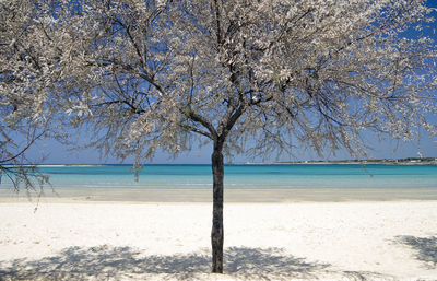 Trees on beach against sky