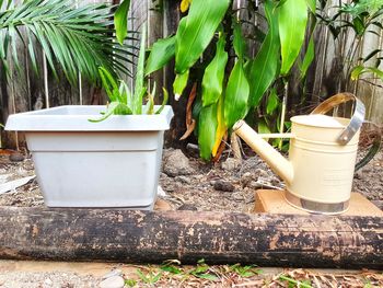 Potted plants in yard